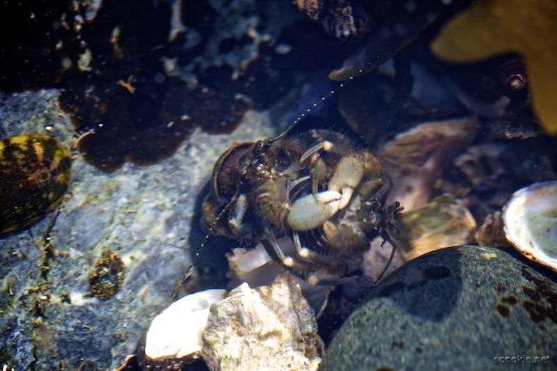 fighting hermit crabs